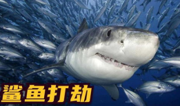 鲨鱼视频,探索海洋奥秘，畅游虚拟海洋世界